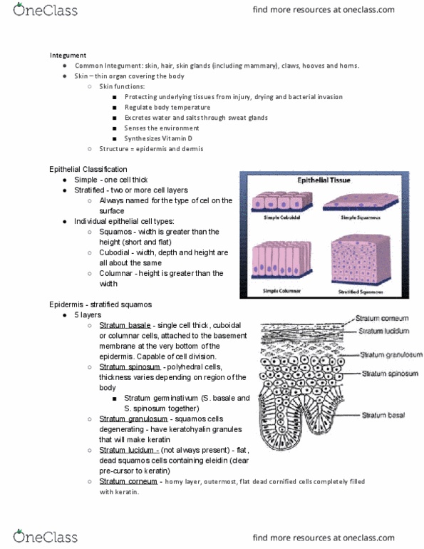 ANFS241 Lecture Notes - Lecture 2: Abdominal Wall, Ergot, Weight-Bearing thumbnail