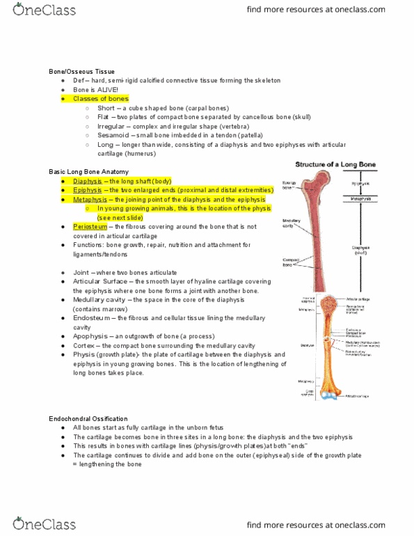ANFS241 Lecture Notes - Lecture 4: Frontal Sinus, Frontal Bone, Maxilla thumbnail