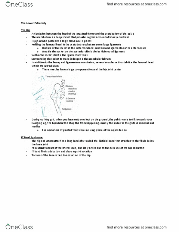 Kinesiology 2241A/B Lecture Notes - Lecture 6: Oblique Popliteal Ligament, Varus Deformity, Navicular Bone thumbnail