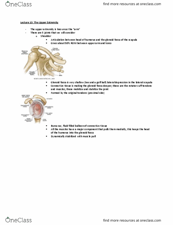 Kinesiology 2241A/B Lecture Notes - Lecture 14: Teres Minor Muscle, Subscapularis Muscle, Supraspinatus Muscle thumbnail