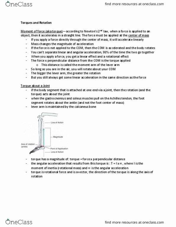 Kinesiology 2241A/B Lecture Notes - Lecture 8: Angular Acceleration, Calcaneus, Gastrocnemius Muscle thumbnail