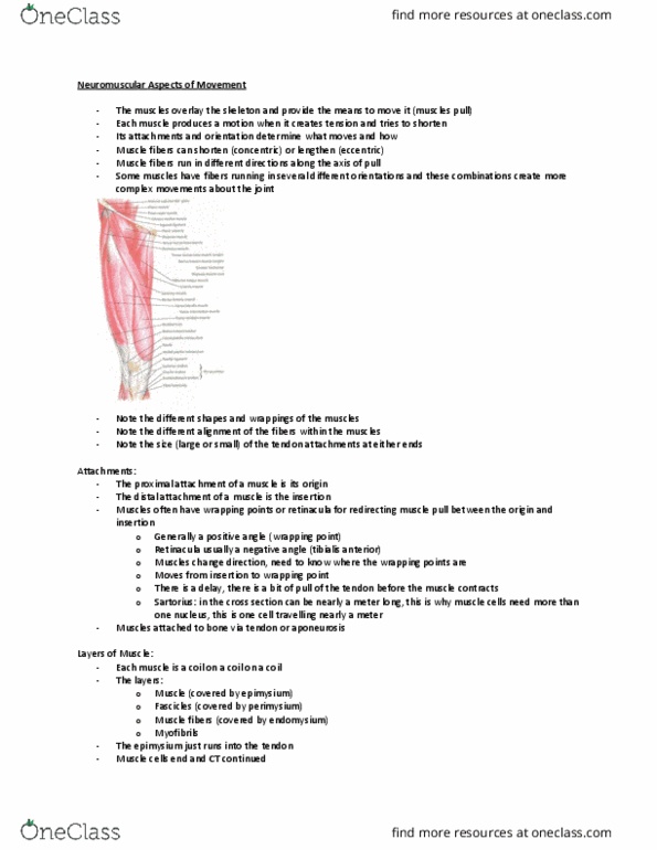 Kinesiology 2241A/B Lecture Notes - Lecture 10: Vastus Lateralis Muscle, Myosin, Golgi Tendon Organ thumbnail