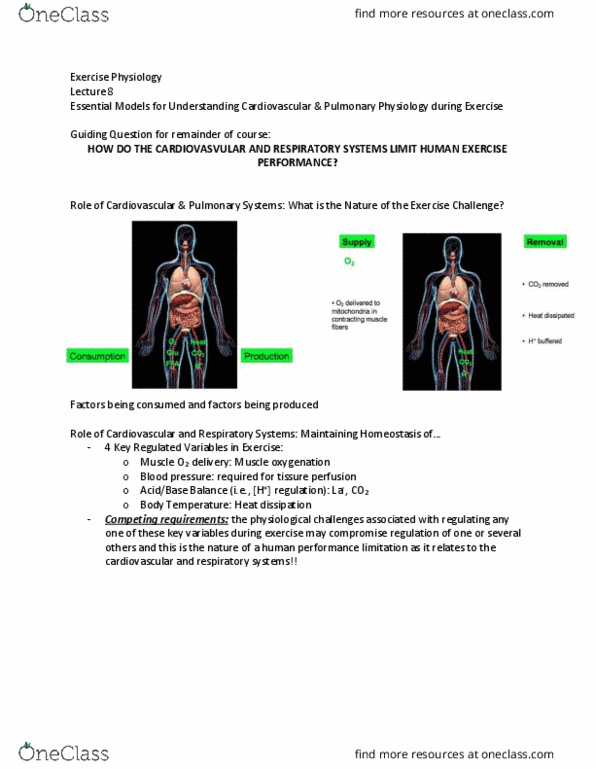EDKP 395 Lecture Notes - Lecture 8: Sympathetic Nervous System, Quadriceps Femoris Muscle, Vasodilation thumbnail