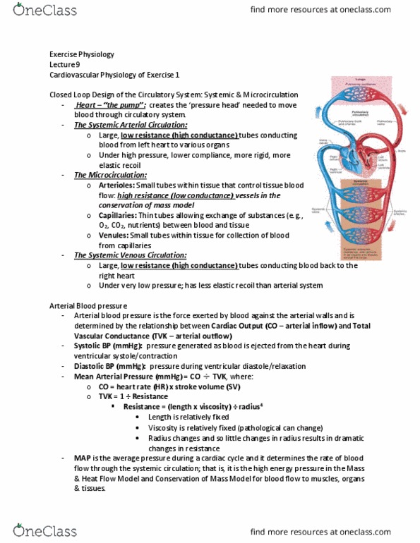 EDKP 395 Lecture Notes - Lecture 9: Catecholamine, Hemoglobin, Vasodilation thumbnail