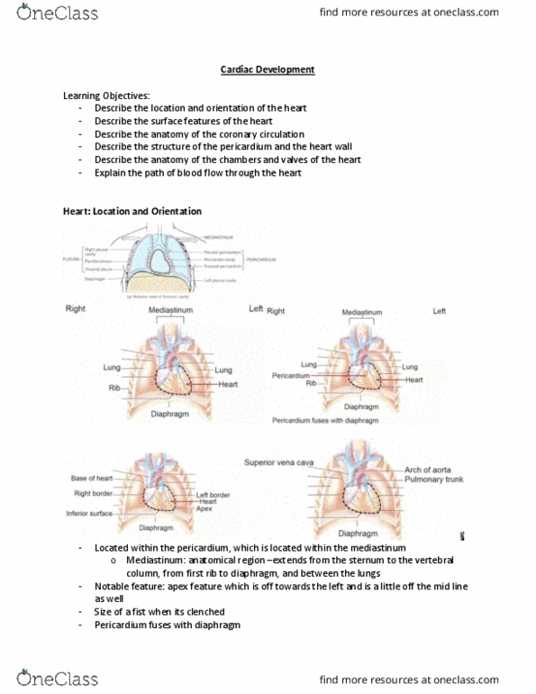 HTHSCI 1H06 Lecture Notes - Lecture 1: Posterior Interventricular Artery, Pulmonary Vein, Myocarditis thumbnail