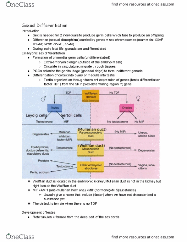 ANSC 3080 Lecture Notes - Lecture 13: Hypothalamus, Sertoli Cell, Vas Deferens thumbnail