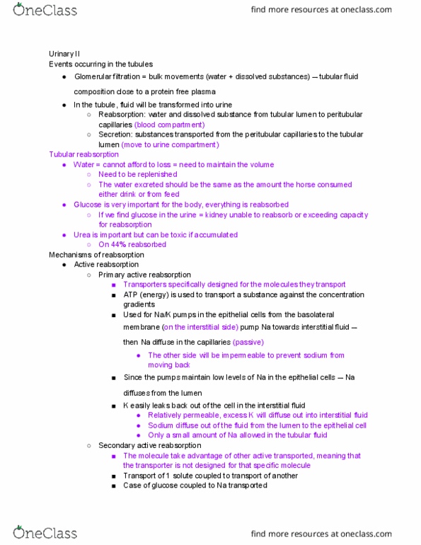 ANSC 3080 Lecture Notes - Lecture 22: Osmosis, Lysosome, Collecting Duct System thumbnail