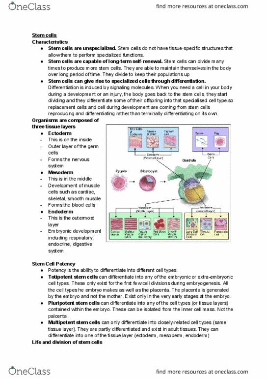 BIOL 2301 Lecture Notes - Lecture 28: Transplant Rejection, Mesenchymal Stem Cell, Teratoma thumbnail