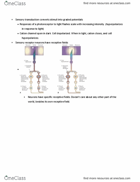 BIPN 100 Lecture Notes - Lecture 8: Brainstem, Foveal, Action Potential thumbnail