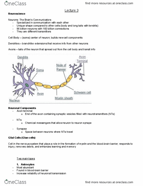 PSY 105 Lecture Notes - Lecture 3: Neurotransmission, Reuptake, Central Nervous System thumbnail