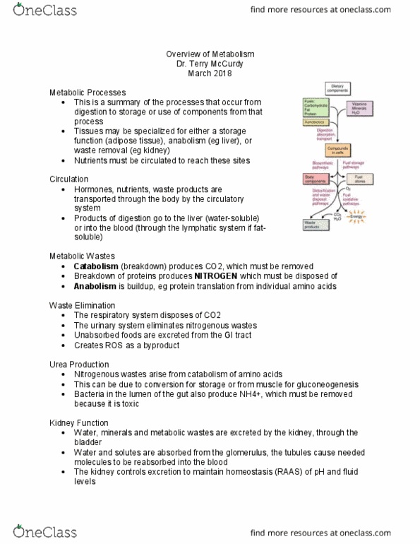 HTHSCI 1LL3 Lecture Notes - Lecture 11: Ketone Bodies, Glycogenolysis, Glycerol thumbnail