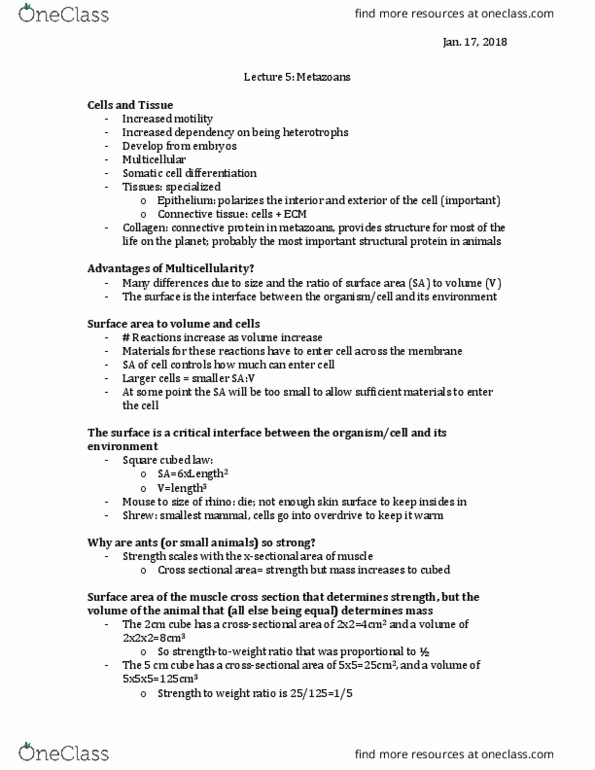 ZOO 2700 Lecture Notes - Lecture 5: Basal Body, Choanoflagellate, Red Algae thumbnail