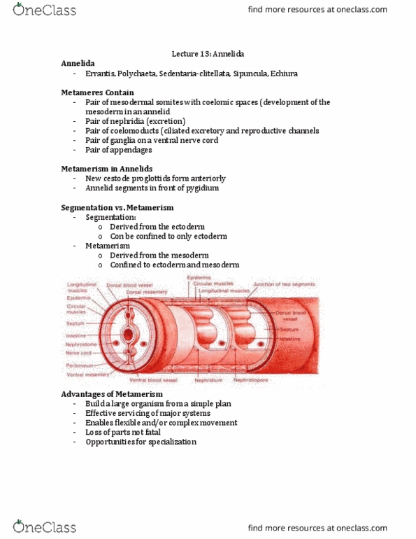 ZOO 2700 Lecture Notes - Lecture 13: Escape Response, Scleroprotein, Oligochaeta thumbnail