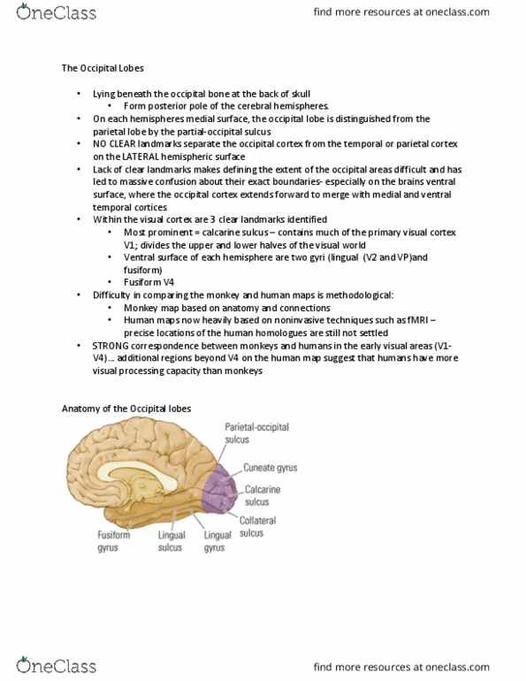 PSYCH 2NF3 Chapter Notes - Chapter Chap13.1: Neocortex, Fusiform Gyrus, Lingual Gyrus thumbnail