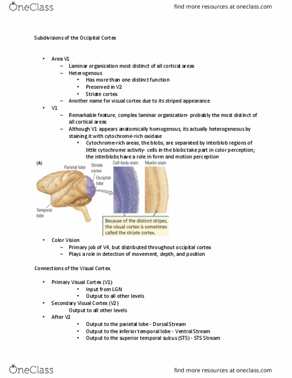 PSYCH 2NF3 Chapter Notes - Chapter chap13.2: Lateral Geniculate Nucleus, Thalamus, Superior Temporal Sulcus thumbnail