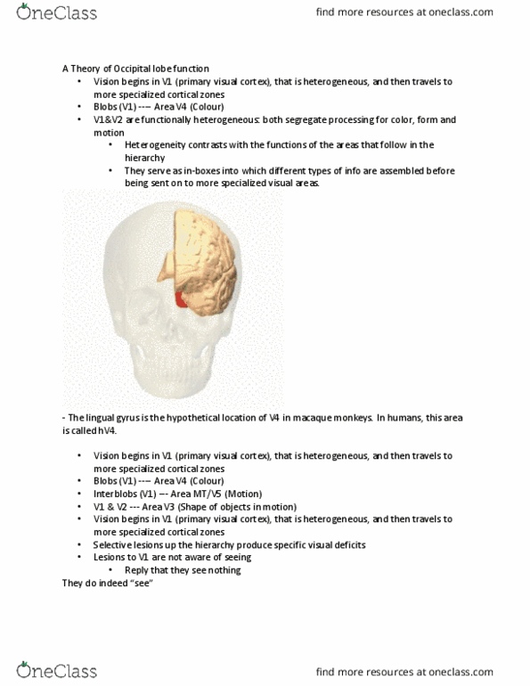 PSYCH 2NF3 Chapter Notes - Chapter Chap13.3: Lingual Gyrus, Occipital Lobe thumbnail