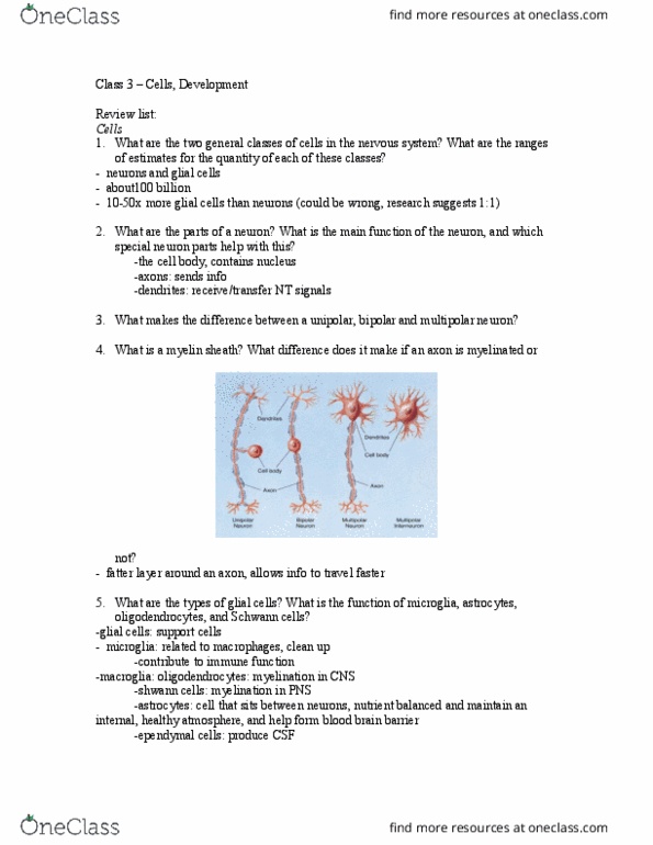 01:830:310 Lecture Notes - Lecture 3: Muscular System, Synaptic Pruning, Grey Matter thumbnail