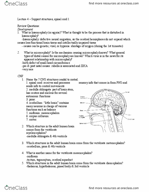 01:830:310 Lecture Notes - Lecture 4: Lateral Ventricles, Arachnoid Mater, Limbic System thumbnail