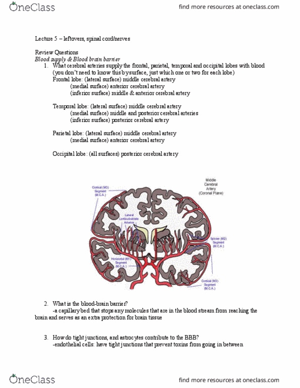 01:830:310 Lecture Notes - Lecture 5: Circumventricular Organs, Paraplegia, Area Postrema thumbnail