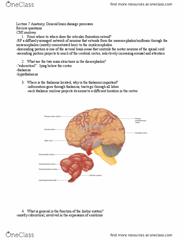 01:830:310 Lecture Notes - Lecture 7: Brainstem, Putamen, Medial Longitudinal Fissure thumbnail
