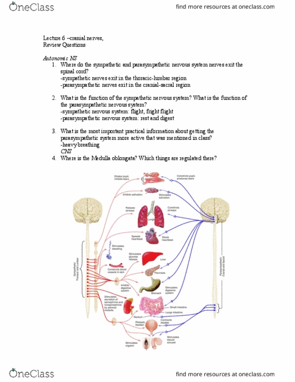 01:830:310 Lecture Notes - Lecture 6: Lateral Rectus Muscle, Abducens Nerve, Metencephalon thumbnail