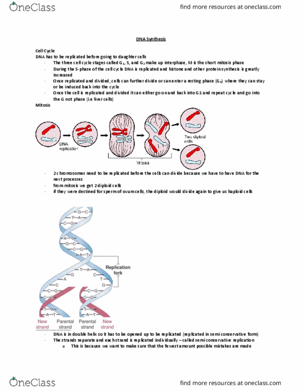 HTHSCI 1LL3 Lecture Notes - Lecture 9: Freckle, Ribose, Deoxycytidine Triphosphate thumbnail