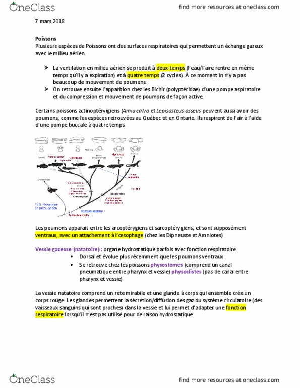 BIO 3558 Lecture Notes - Lecture 15: Girdle, Exhalation, Pus thumbnail