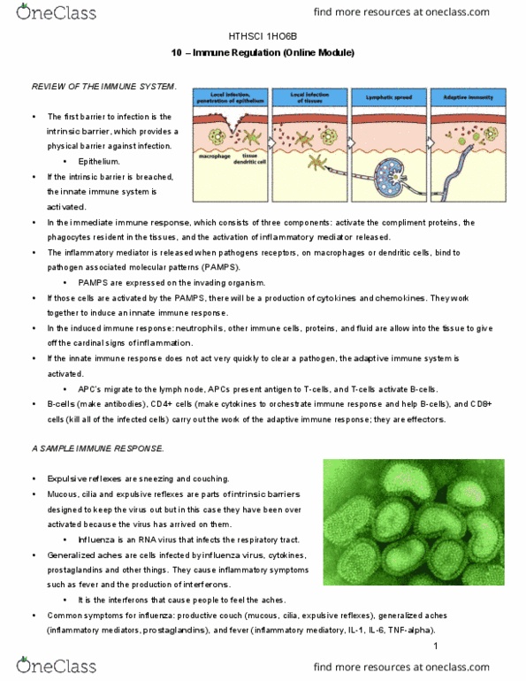 HTHSCI 1H06 Lecture 10: Immune Regulation thumbnail