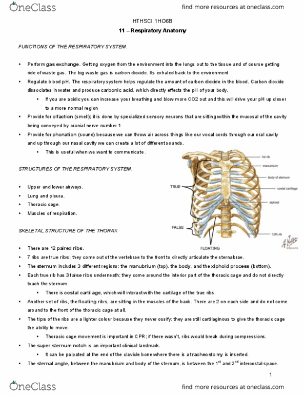 HTHSCI 1H06 Lecture Notes - Lecture 11: The Terminal, Bronchopulmonary Segment, Abdominal Internal Oblique Muscle thumbnail