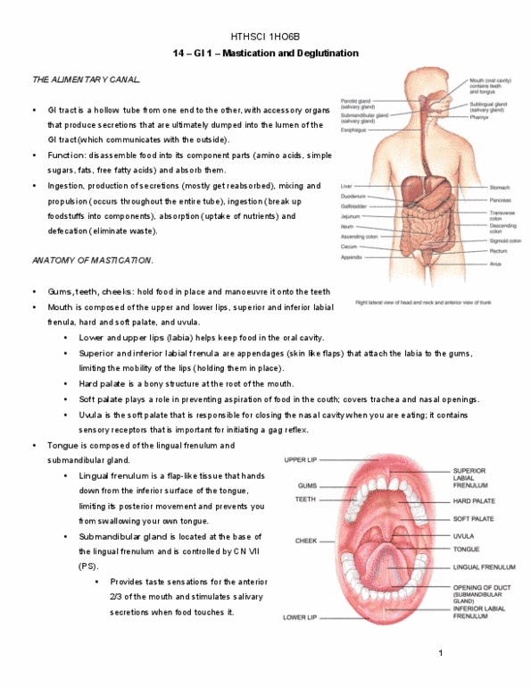 HTHSCI 1H06 Lecture 14: GI1 - Mastication and Deglutination thumbnail