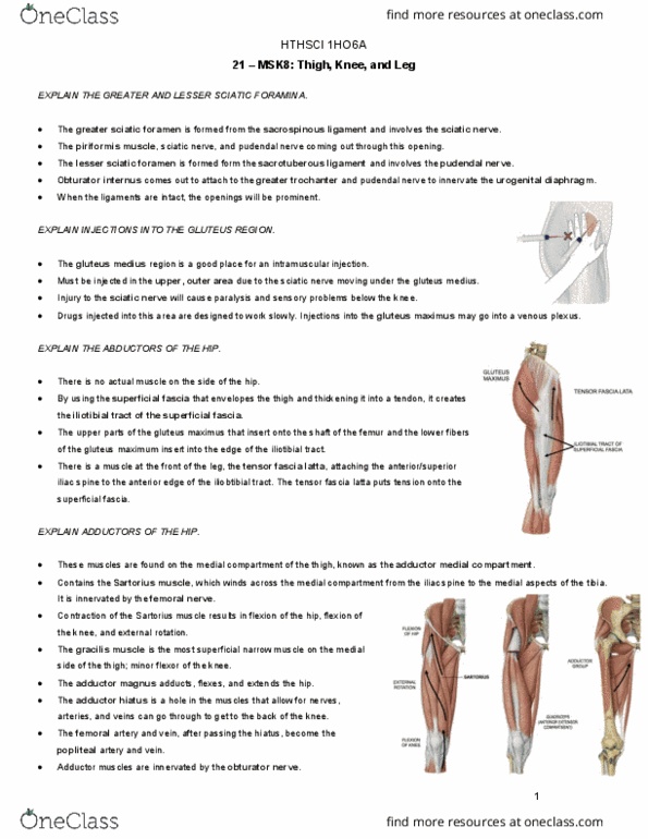 HTHSCI 1H06 Lecture Notes - Lecture 21: Adductor Muscles Of The Hip, Sesamoid Bone, Iliopsoas thumbnail