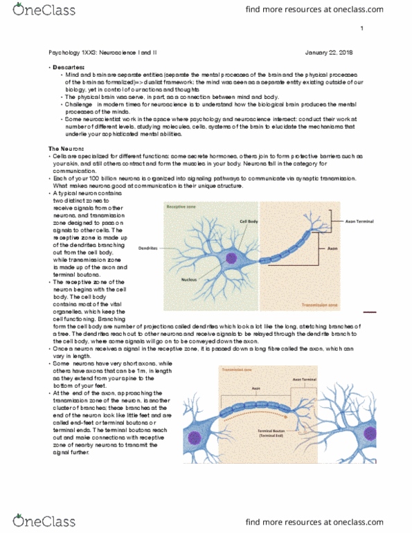 PSYCH 1XX3 Lecture Notes - Lecture 3: Long-Term Memory, Saltatory Conduction, Oligodendrocyte thumbnail