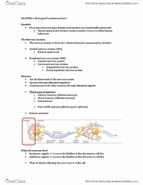 PSY100H1 Lecture Notes - Central Nervous System, Parasympathetic Nervous System, Efferent Nerve Fiber thumbnail