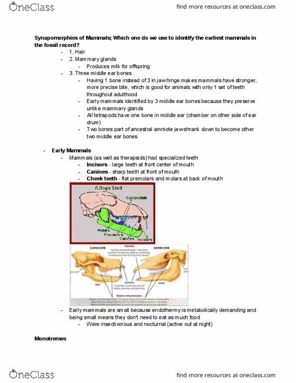 INTEGBI N33 Lecture Notes - Lecture 11: Eardrum, Middle Ear, Theria thumbnail