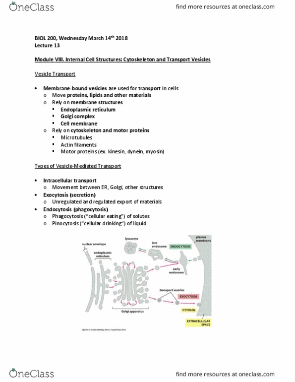 BIOL 200 Lecture Notes - Lecture 13: Motor Protein, Dynein, Pinocytosis thumbnail