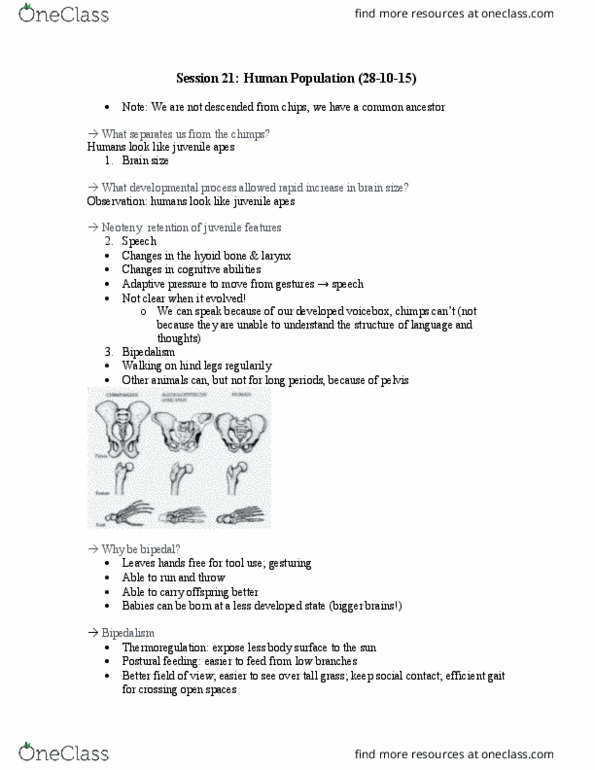 ENV100Y5 Lecture Notes - Lecture 24: Hyoid Bone, Neoteny, Bipedalism thumbnail