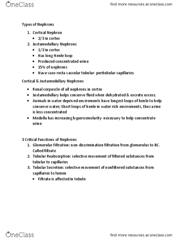 KINE 3012 Lecture Notes - Lecture 32: Renal Corpuscle, Nephron, Reabsorption thumbnail