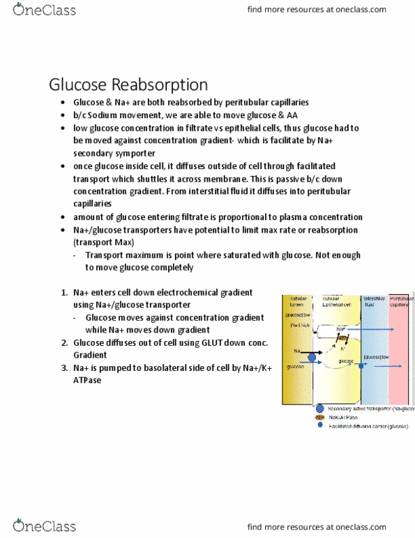 KINE 3012 Chapter Notes - Chapter 1.3: Electrochemical Gradient, Glucose Transporter, Extracellular Fluid thumbnail