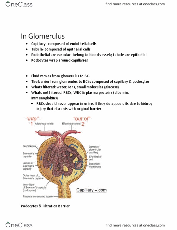 KINE 3012 Chapter 2.1: In Glomerulus thumbnail