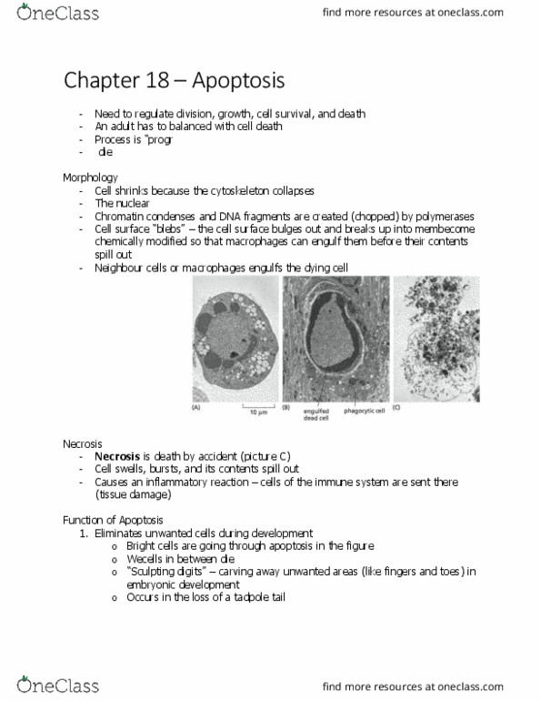 BIOL 2021 Chapter Notes - Chapter 1.0: Apoptosis, Macrophage, Chromatin thumbnail