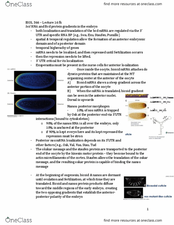 BIOL 366 Lecture Notes - Lecture 16: Morphogen, Cytoplasmic Streaming, Oogenesis thumbnail