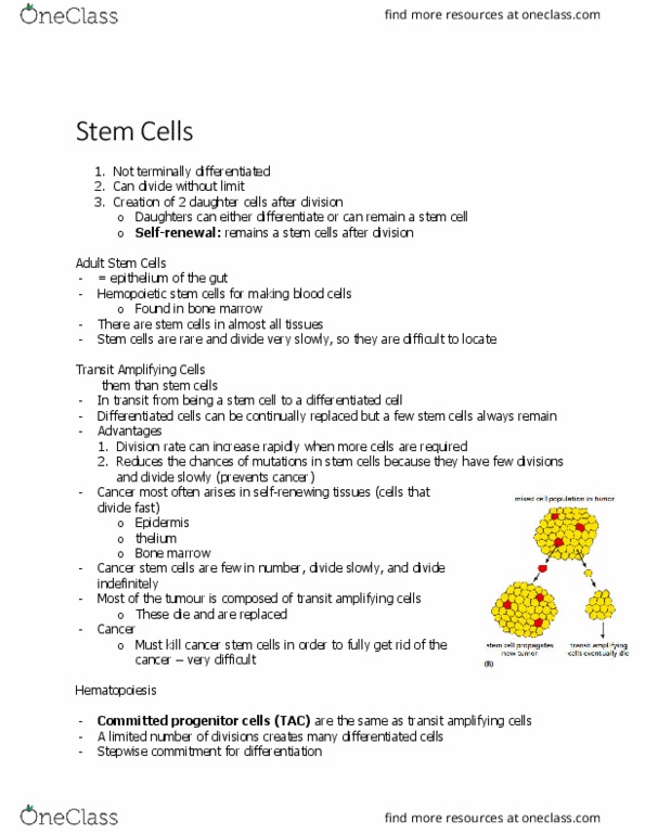 BIOL 2021 Chapter Notes - Chapter 2.3: Cancer Stem Cell, Adult Stem Cell, Bone Marrow thumbnail