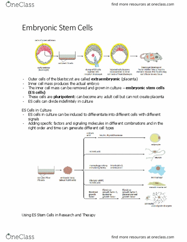 BIOL 2021 Chapter Notes - Chapter 2.4: Embryonic Stem Cell, Inner Cell Mass, Blastocyst thumbnail