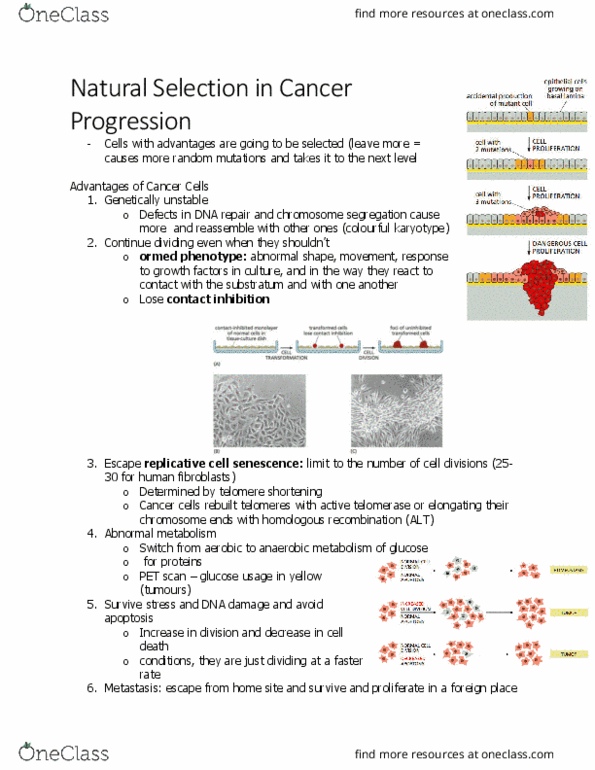 BIOL 2021 Chapter Notes - Chapter 2.0: Chromosome Segregation, Contact Inhibition, Positron Emission Tomography thumbnail