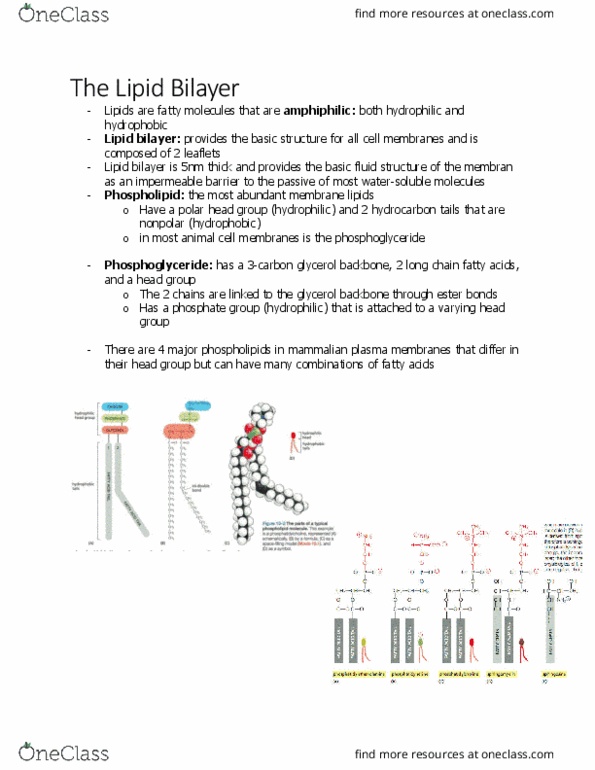 BIOL 2021 Chapter Notes - Chapter 2.3: Lipid Bilayer, Glycerophospholipid, Amphiphile thumbnail