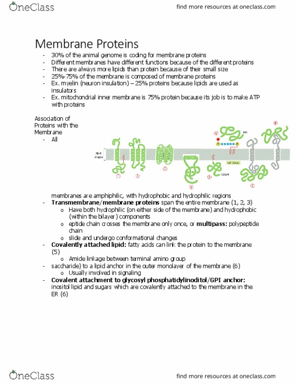 BIOL 2021 Chapter Notes - Chapter 2.5: Lipid-Anchored Protein, Lipid Bilayer, Amphiphile thumbnail
