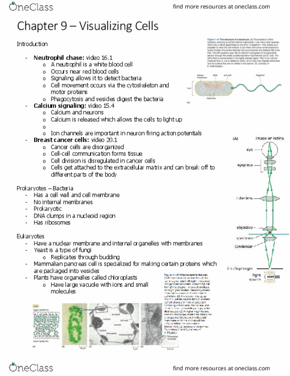 BIOL 2021 Chapter Notes - Chapter 2.0: Breast Cancer, Calcium Signaling, Nuclear Membrane thumbnail