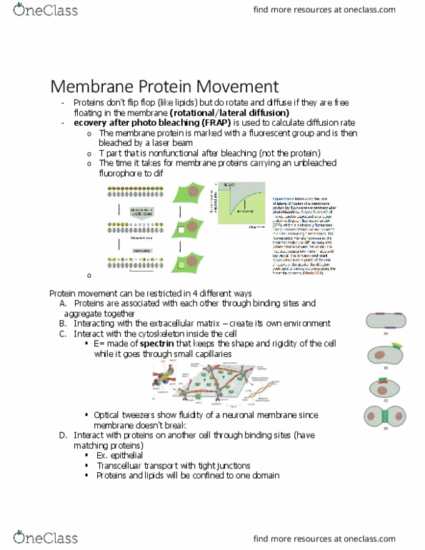 BIOL 2021 Chapter Notes - Chapter 2.7: Optical Tweezers, Membrane Protein, Tight Junction thumbnail