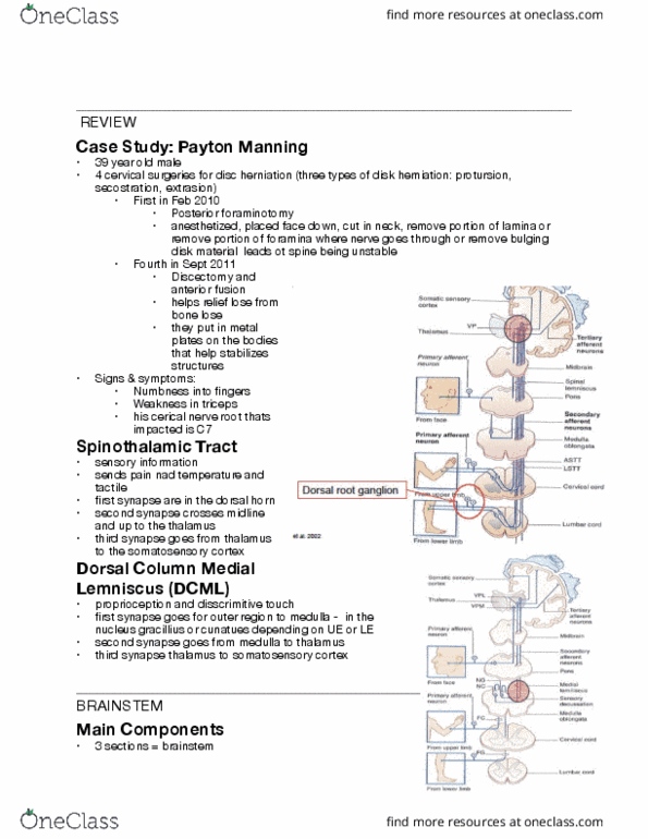 Rehabilitation Sciences 3062A/B Lecture Notes - Lecture 4: Spinal Disc Herniation, Peyton Manning, Spinothalamic Tract thumbnail