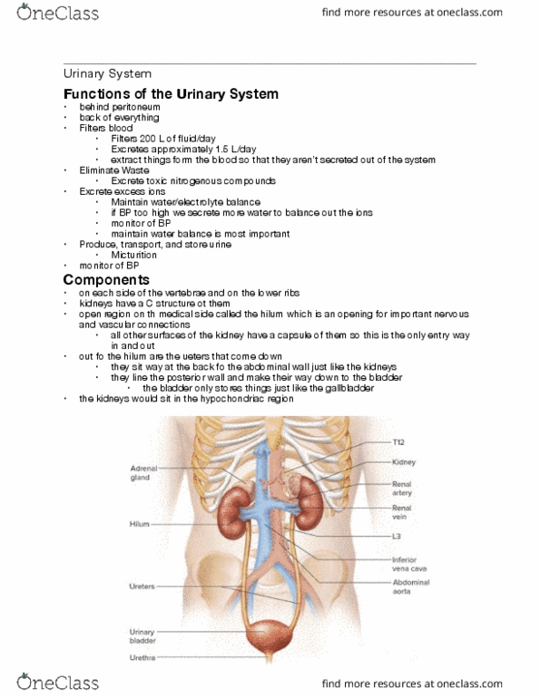 Health Sciences 3300A/B Lecture Notes - Lecture 10: Renal Capsule, Renal Artery, Renal Vein thumbnail